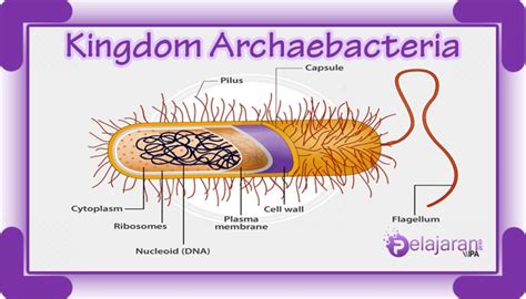 Pengertian Kingdom Archaebacteria – Ciri-Ciri, Klasifikasi Kingdom ...