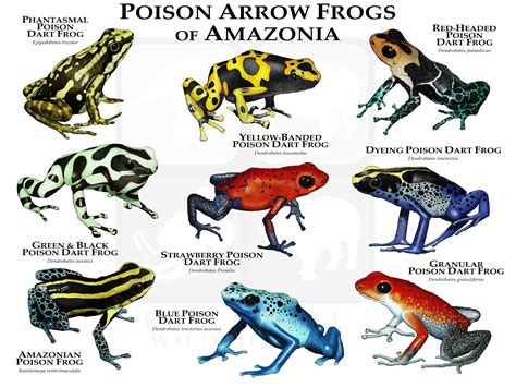 Most Poisonous Frogs In The World