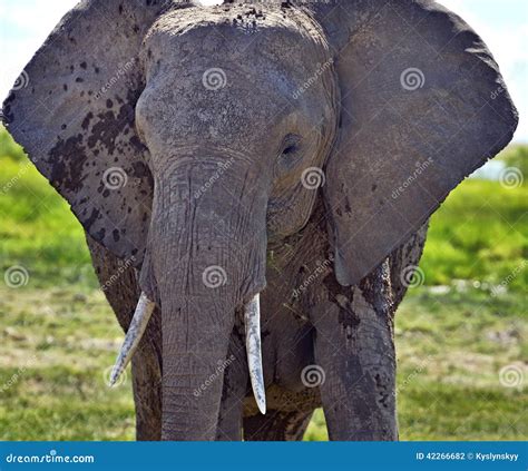 Kilimanjaro elephants stock photo. Image of kilimanjaro - 42266682