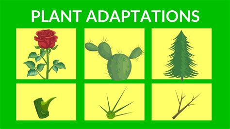 Animal And Plant Adaptations For Kids