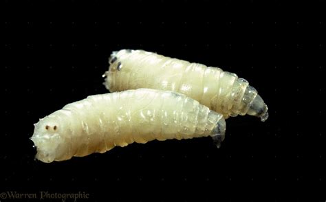 fly larvae | WP06918 Bluebottle Fly ( Calliphora vomitoria ) larvae ...