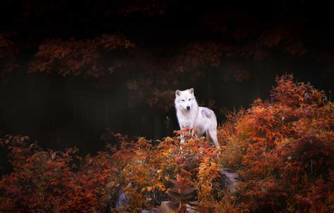 nature, Animals, Wildlife, Wolf, Trees, Forest, Leaves, Fall, Rock ...