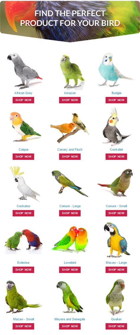 Find the perfect product for your pet #parrot by shopping at # ...