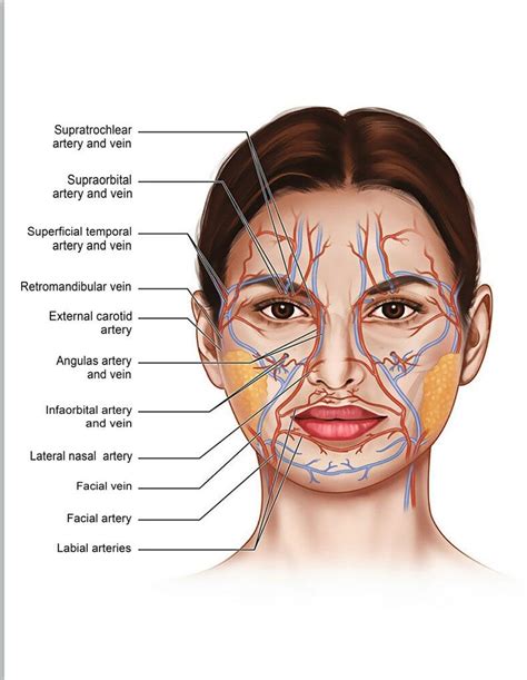 Face Anatomy Muscle Veins Detailed Educational Science Poster1 - Etsy ...