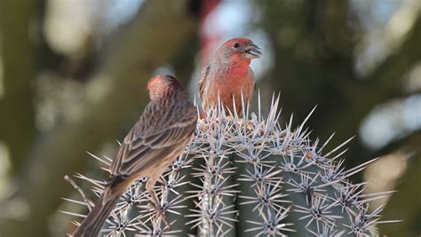 Galapagos finch, adaptive radiation, and evolution | Britannica