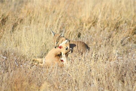 Watch: Kalahari jackals loot a caracal's kill | Predator vs Prey ...