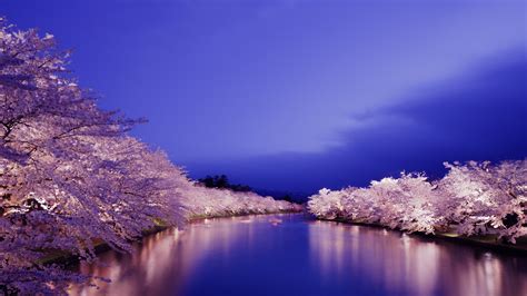 Cherry Blossom Japan Wallpaper 4k ~ Japanese Cherry Blossom Wallpapers ...