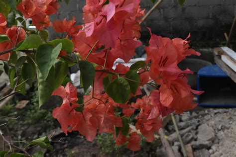 Orange paper flowers are taken with a landscape position with a ...