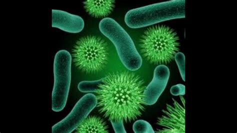 Essay on harmful microorganisms names