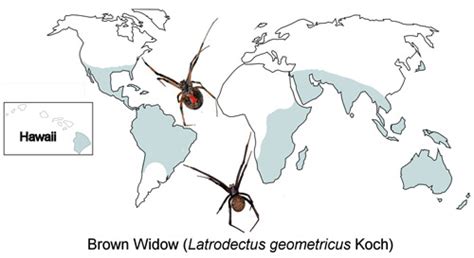 Black Widow Spider Habitat Map