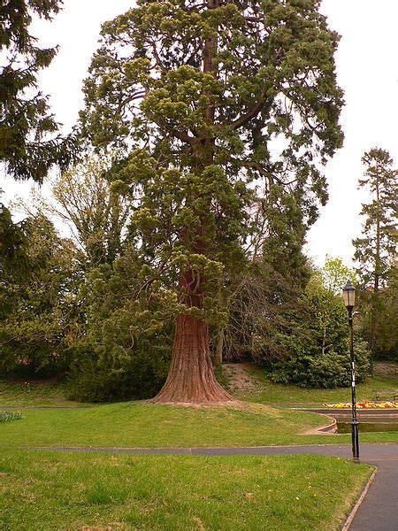 Cedar Tree Pictures, Facts on Cedar Trees