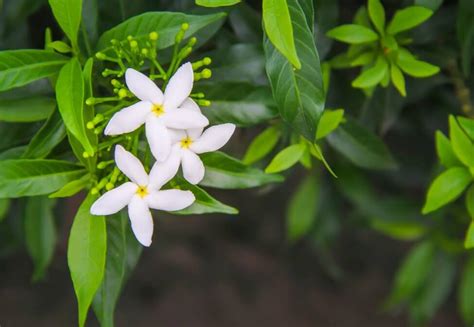 Ultimate Guide to Jasmine Flower Meaning and Uses - Petal Republic