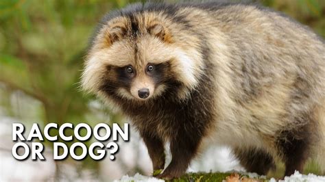 Tanuki: The Dog That Thinks It’s A Raccoon - YouTube