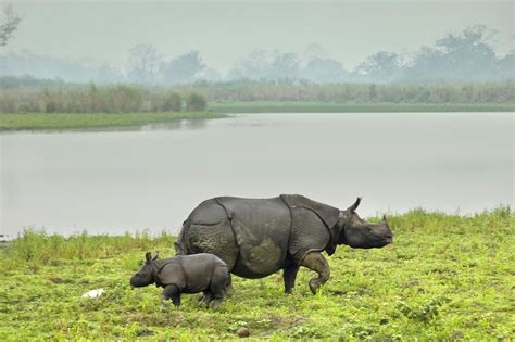 Floods Hit Kaziranga National Park Maintaining its Ecosystem ...