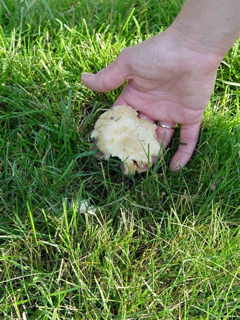 Are Garden Mushrooms Poisonous To Dogs