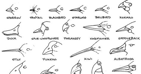 driving with the windows wide open: How does a bird beak work?