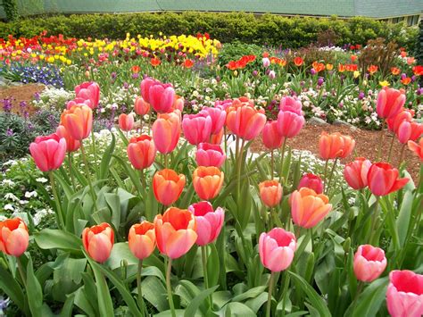 Tulips | Tulips, Tulips garden, Nevada city