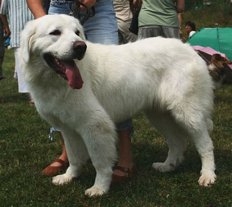 Polish Tatra Sheepdog Info, Temperament, Puppies, Pictures