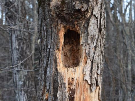 Trees as Habitats - Vermont Institute of Natural Science