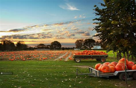 pumpkin scene pictures | And aren’t totally put into a calm/joyful ...