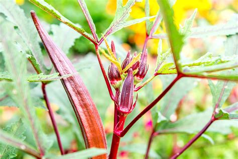 How to Grow and Care for Okra