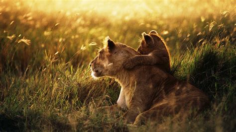 lion, lion cub, family Wallpaper, HD Animals 4K Wallpapers, Images and ...