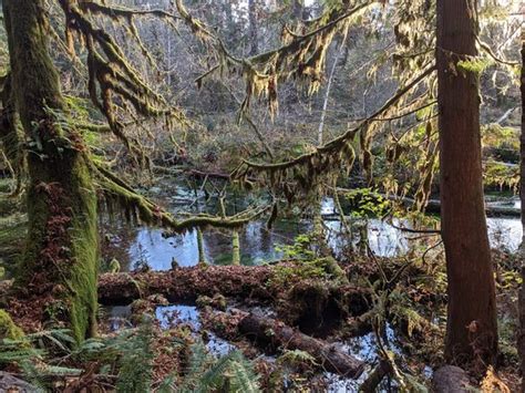 Hoh Rain Forest (Olympic National Park) - 2019 All You Need to Know ...