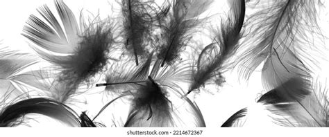 Black Duck Feathers On White Isolated Stock Photo 2214672367 | Shutterstock