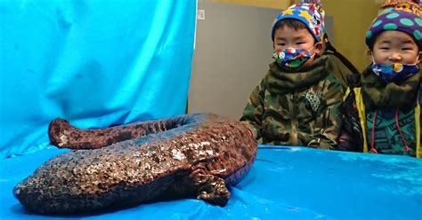 Kids get close encounter with giant salamanders in west Japan - The ...