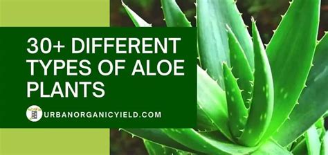 Aloe Vera Plant Varieties Pictures - pic-corn