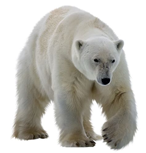 Polar bear color, Polar bear, Wild animals pictures