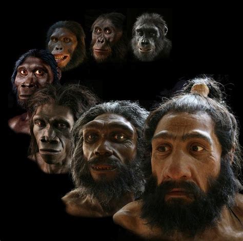 Reconstructions of our hominid ancestors and early humans created by ...