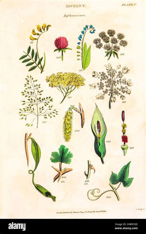 Botanical illustrations depicting the Linnean classification system ...