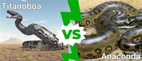 Titanoboa vs Anaconda: What Are the Differences? - IMP WORLD