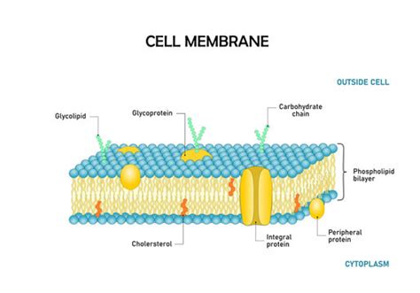 Phospholipid Bilayer Model