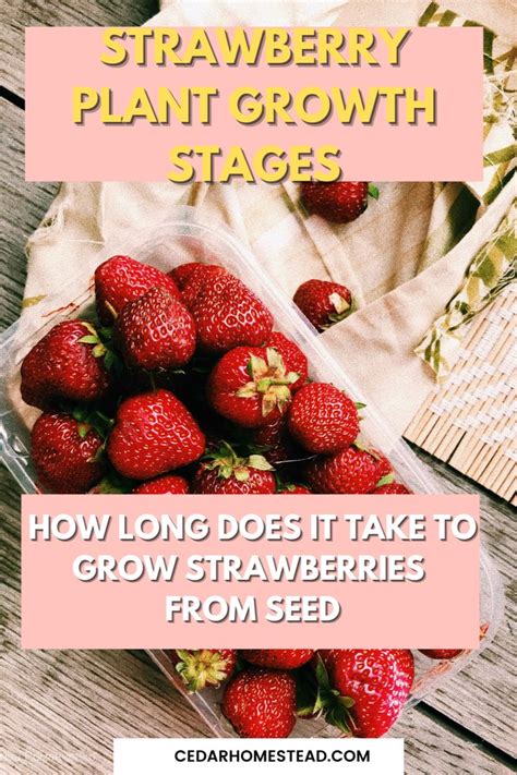 Strawberry Plant Growth Stages: How Long Does It Take to Grow ...