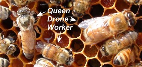 Beekeeping in 2020: Lesson Five: The Honeybee