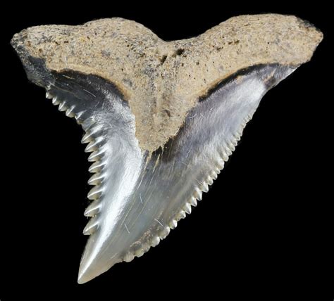 .98" Hemipristis Shark Tooth Fossil - Virginia (#52049) For Sale ...