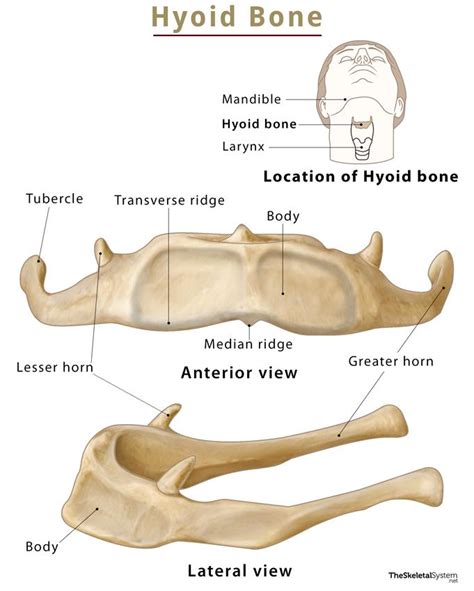 Hyoid Bone – Location, Functions, Anatomy, & Labeled Diagram