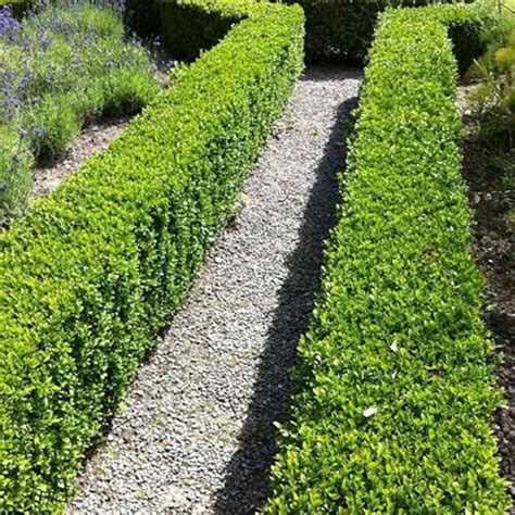 Buxus Box Hedging Plant Sempervirens Dense Evergreen Dwarf - Etsy UK