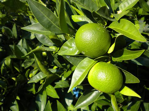 Tending The Veggies . . .: Citrus Trees