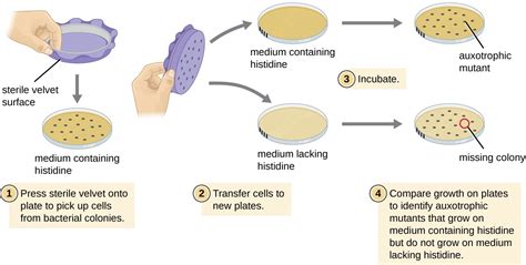 Mutaciones/Microbiología | Chad Wilken's