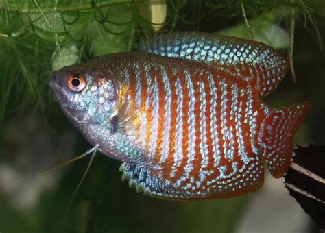 Female Dwarf Gourami Fish