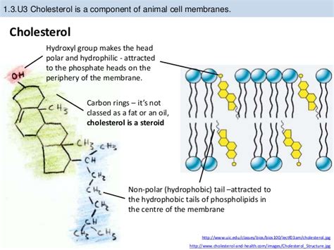 What is the function of cholesterol molecules in the cell membrane ...