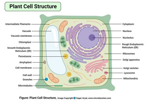 Which Organelle Is Only Found In Plant Cells - Plant Ideas