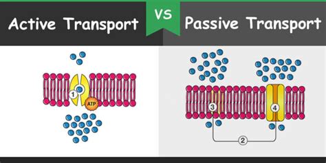 Passive Vs Active Transport With Examples - Aliya's Biology