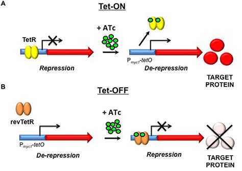 Frontiers | The application of tetracyclineregulated gene expression ...