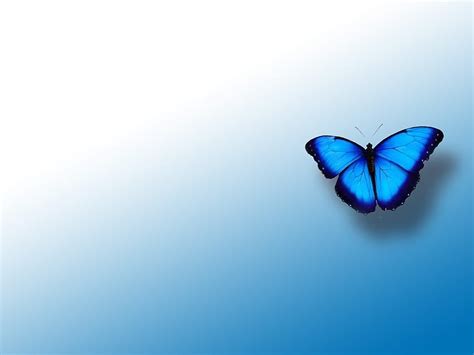 Blue Butterfly Blue Butterfly [] for your , Mobile & Tablet. Explore ...