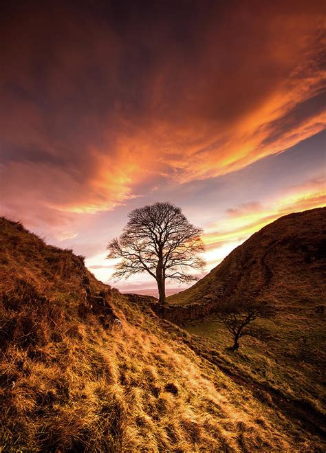 Sycamore Gap Photograph by Anita Nicholson - Pixels