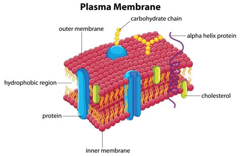 Functions of the Plasma Membrane - Biology Wise